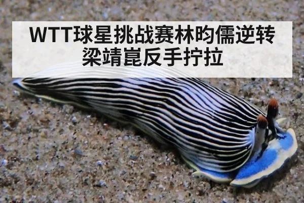 WTT球星挑战赛林昀儒逆转梁靖崑反手拧拉